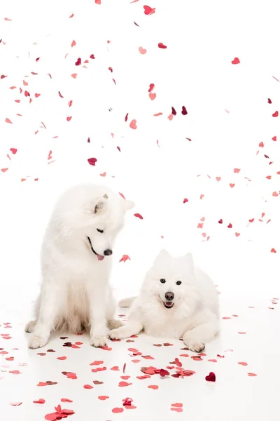 Twee Samojeed Honden Onder Dalende Hart Vormige Confetti Wit Valentijnsdag — Stockfoto