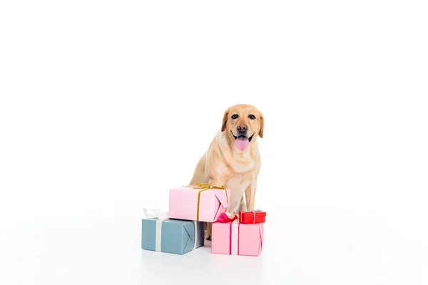 Golden Retriever Hond Met Geschenkdozen Geïsoleerd Wit — Stockfoto