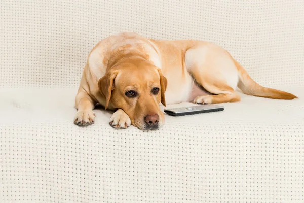 Golden Retriever Câine Culcat Canapea Telecomandă — Fotografie, imagine de stoc