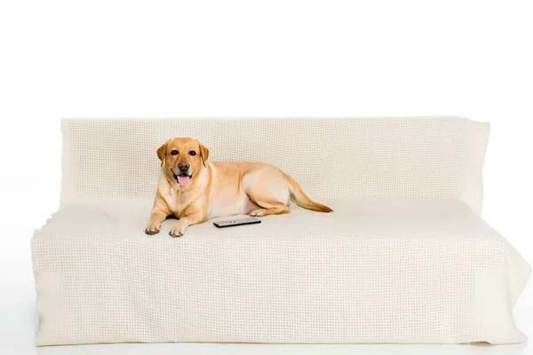 Golden Retriever Cão Deitado Sofá Com Controle Remoto Isolado Branco — Fotografia de Stock