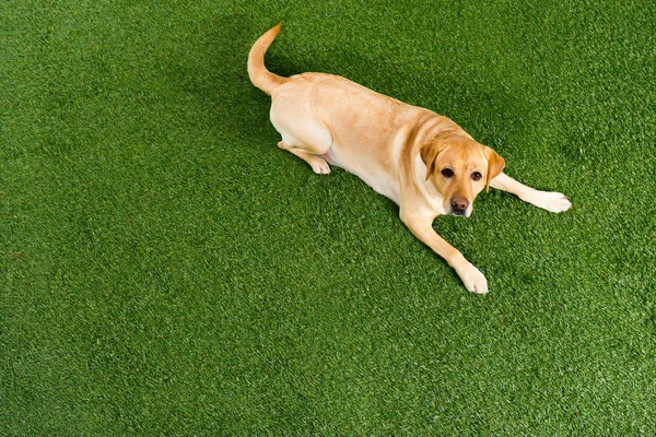 top view of golden retriever dog lying on green grass