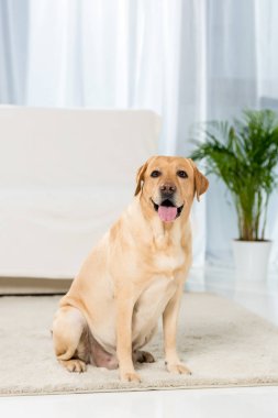 adorable yellow labrador sitting onfloor of living room and looking at camera clipart