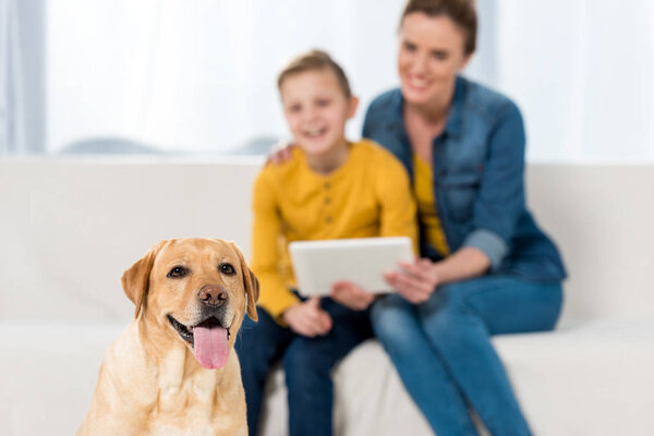 happy mother and son using tablet together with dog sitting on floor on foreground
