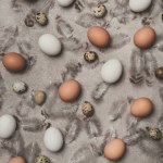 Bovenaanzicht van kip en kwartel eieren op betonnen oppervlak met veren