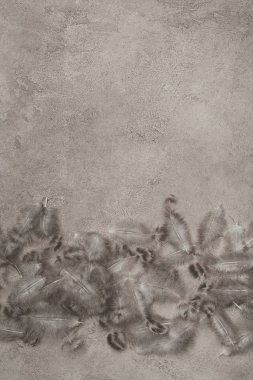 bıldırcın tüy üstten görünüm kopya alanı ile beton yüzeyi