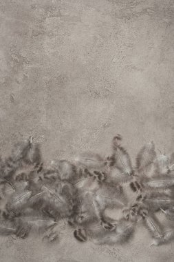 top view of quail feathers on concrete surface with copy space clipart