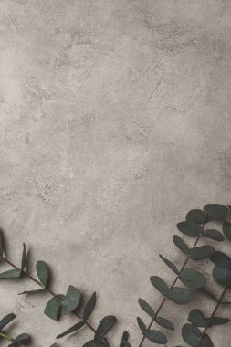 kopya alanı ile beton yüzeyinde yukarıdan yeşil okaliptüs yaprakları 