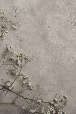kopya alanı ile beton yüzeyinde beyaz çiçek Üstten Görünüm 