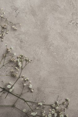 top view of white flowers on concrete surface with copy space  clipart