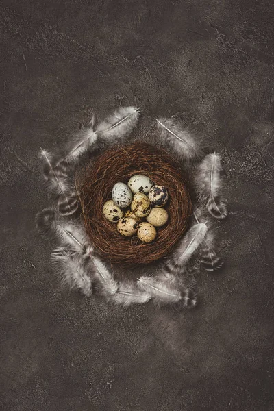 Top View Quail Eggs Nest Feathers Decorations Easter — Stock Photo, Image