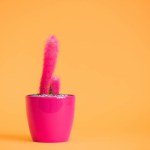 Beautiful pink potted cactus in pink pot on yellow