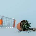 Nahaufnahme der Aloe im Topf mit Erde und leerem Einkaufswagen auf grau