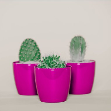 close-up view of beautiful green cactuses growing in purple pots on grey clipart