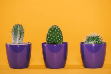 beautiful green cactuses growing in purple pots on yellow clipart