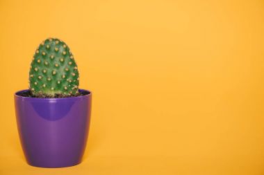close-up view of green cactus with thorns growing in blue pot isolated on yellow clipart