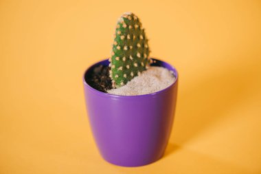 close-up view of green cactus in purple pot with soil and sand on yellow  clipart