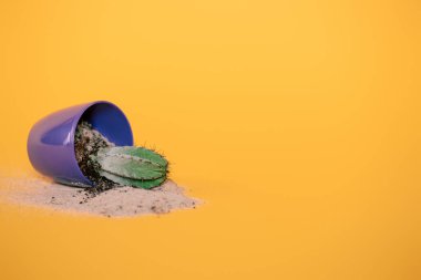 close-up view of cactus in blue pot with soil and sand on yellow  clipart