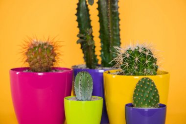 close-up view of beautiful various green succulents in colorful pots isolated on yellow  clipart