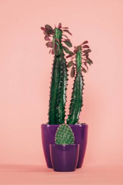 Mor tencere güzel yeşil succulents pembe üzerinde görmek 