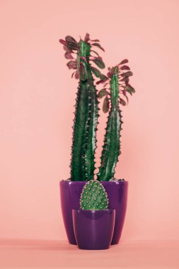 close-up view of beautiful green succulents in purple pots on pink  clipart