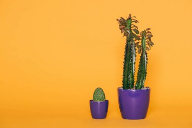 güzel yeşil succulents sarı izole mor tencere