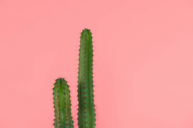 beautiful green cactuses with thorns isolated on pink  clipart