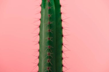 close-up view of beautiful green cactus with thorns isolated on pink  clipart