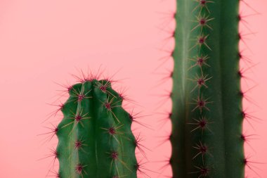 close-up view of beautiful green cactuses with thorns isolated on pink  clipart