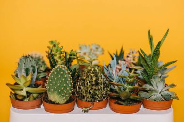 Sarı izole tencere çeşitli güzel yeşil succulents yakından görmek