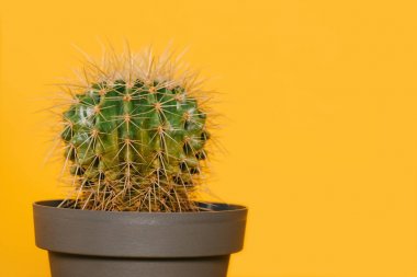 close-up view of beautiful green cactus in pot isolated on yellow   clipart