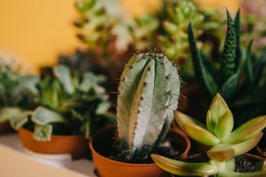 güzel çeşitli yeşil seçici odak succulents tencere sarı 