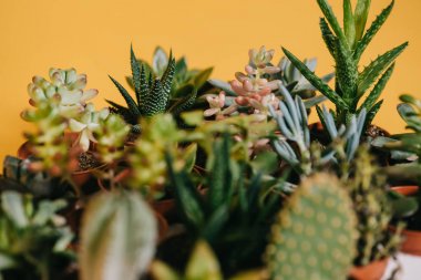yakın çekim görüntülemek güzel çeşitli yeşil succulents tencere sarı  