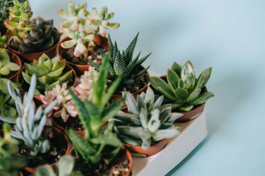 close-up view of various beautiful green succulents in pots on grey   clipart