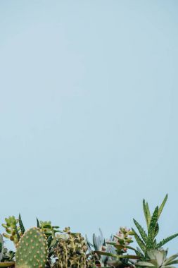 çeşitli güzel yeşil succulents gri izole
