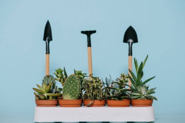 tencere ve Bahçe aletleri gri izole yeşil succulents 