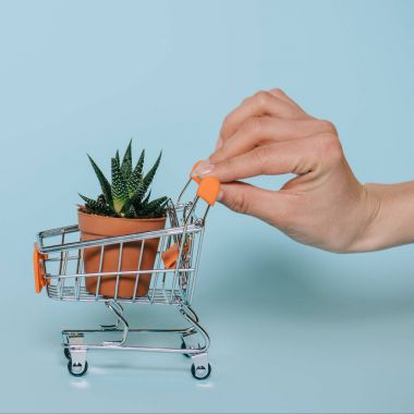 küçük alışveriş sepeti aloe tesisi ile gri tutan el atış kırpılmış