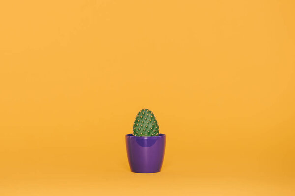 красивый зеленый кактус растет в фиолетовый горшок изолирован на желтый
