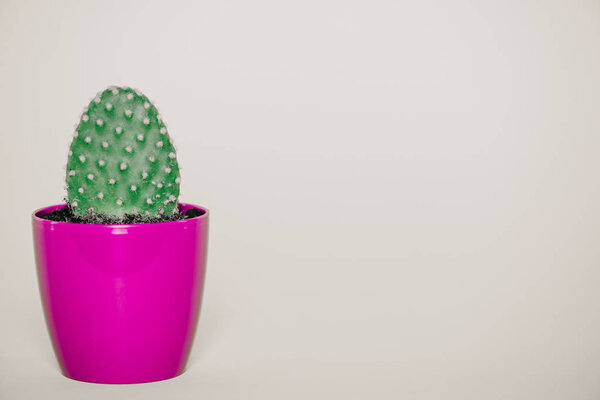 close-up view of green cactus growing in purple pot isolated on grey