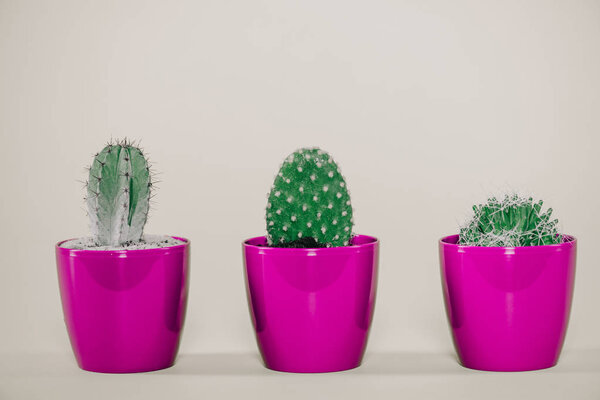 close-up view of beautiful green cactuses in purple pots on grey
