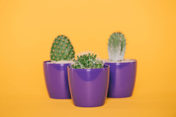 beautiful green cactuses in purple pots isolated on yellow
