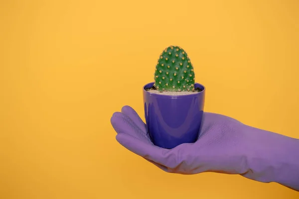 Bijgesneden Schot Van Menselijke Hand Handschoen Holding Cactus Paarse Pot — Stockfoto