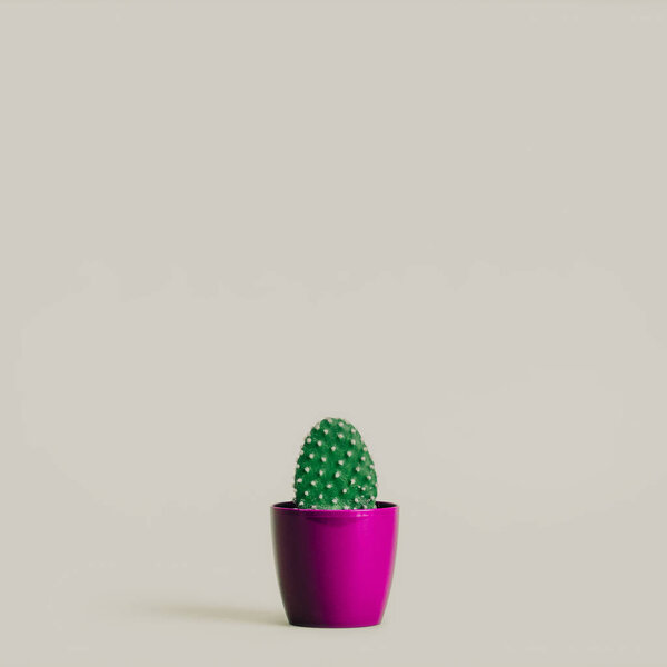 beautiful green cactus in purple pot isolated on grey