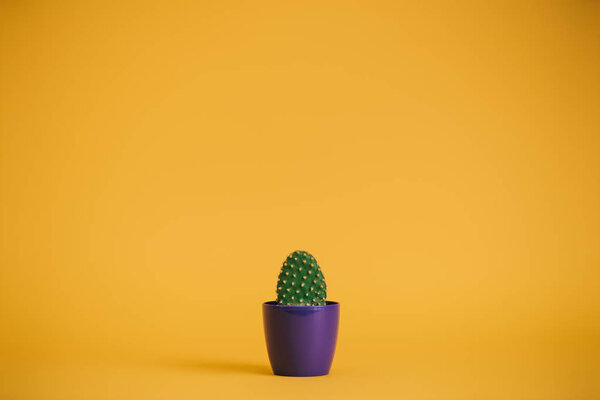 красивый зеленый кактус в фиолетовом горшке на желтом
