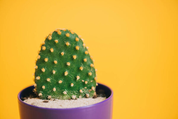 close-up view of beautiful green cactus in purple pot isolated on yellow