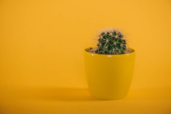 beautiful green cactus with thorns in yellow pot on yellow