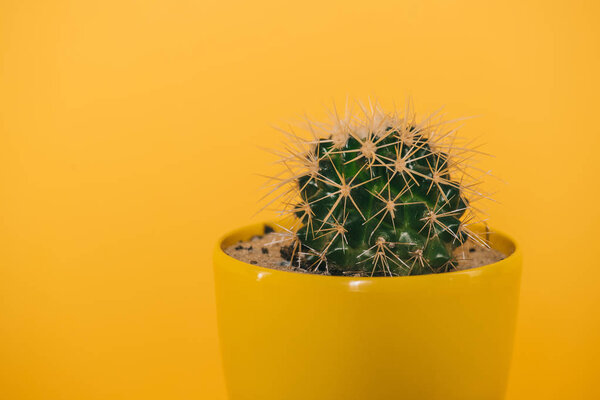 close-up view of beautiful green cactus with thorns in yellow pot isolated on yellow