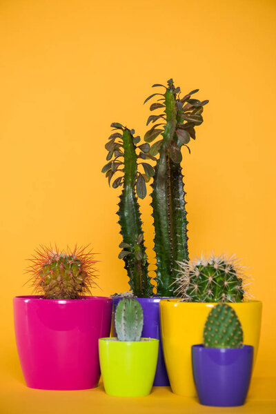 beautiful various green succulents in colorful pots isolated on yellow 