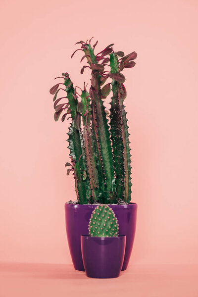 beautiful green succulents with leaves and thorns in purple pots on pink 