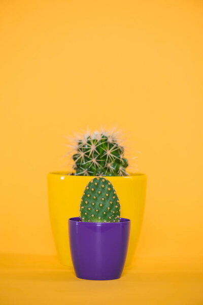 close-up view of cactuses in yellow and purple pots isolated on yellow