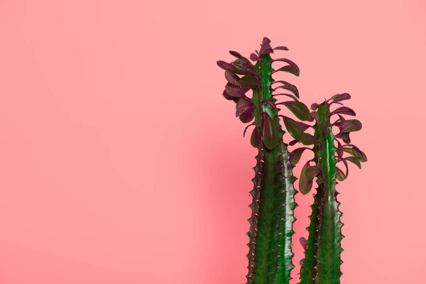 beautiful green cactuses with thorns and leaves isolated on pink 